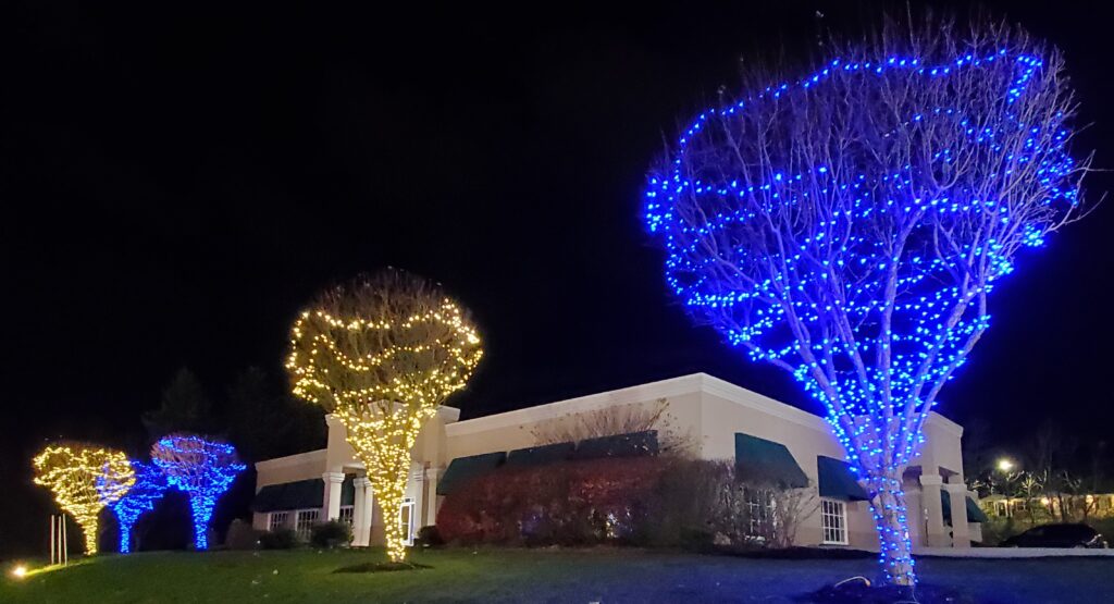 trees lit up for the holidays
